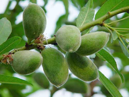 吐鲁番购物：葡萄水果最美味 小刀花帽做工精(组图)2