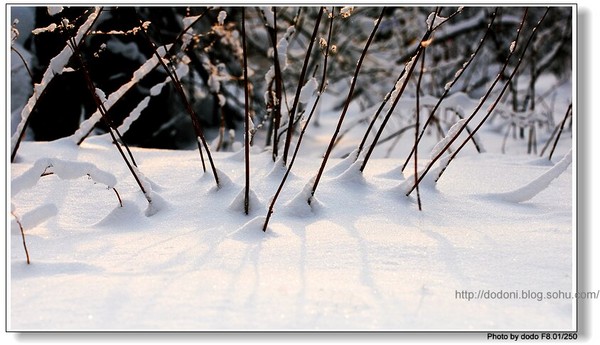 冬季恋歌--雪树银花的东北14