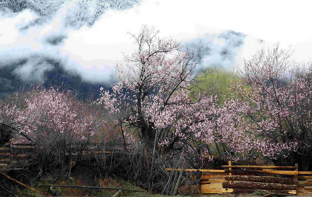 西藏林芝旅游攻略 林芝有什么好玩的 西藏林芝好玩吗2