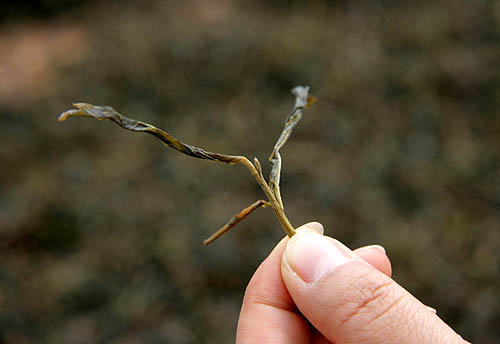 西双版纳 普洱茶山5