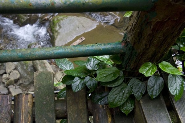 雨游金刀峡（下）6