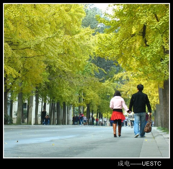 UESTC——银杏1