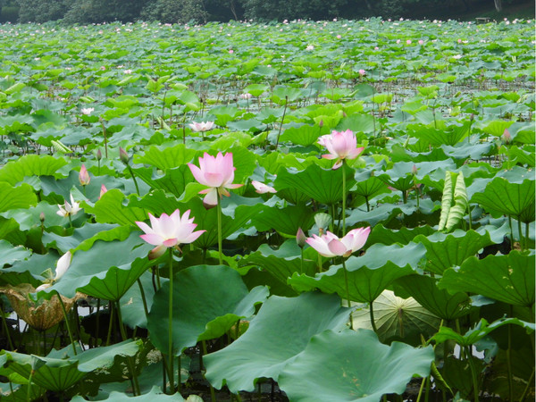  番禺大夫山 大夫山交通 大夫山森林公园 大夫山门票4