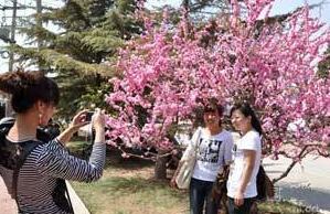 2016年北京植物园桃花节开幕增开公交线路1