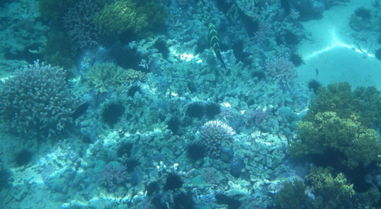 红海潜水1