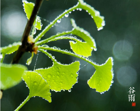 2015年谷雨是哪天1