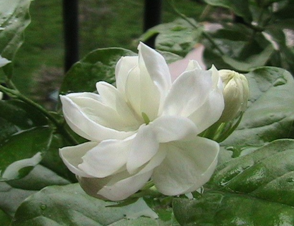 大暑节气诗词大全