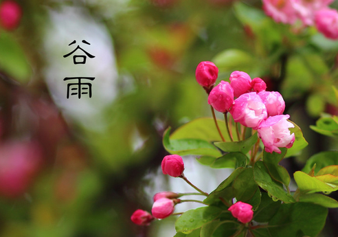 今年谷雨是几号