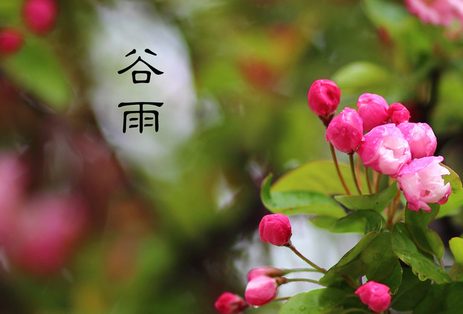 谷雨有什么特点