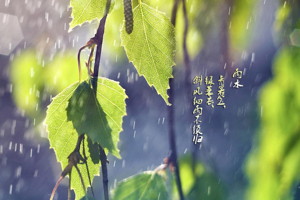 雨水节气会下雨吗1