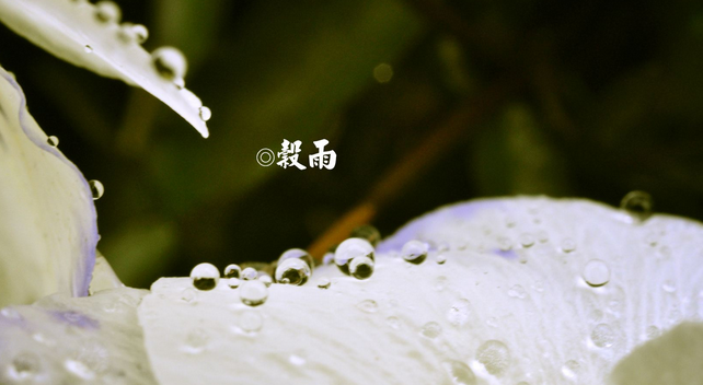 描写谷雨节气的古诗词1