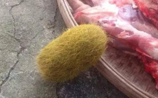 泉州猪肚现名贵猪砂