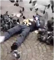 男子惨遭鸽子围攻1