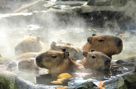 日本呆萌水獭泡温泉