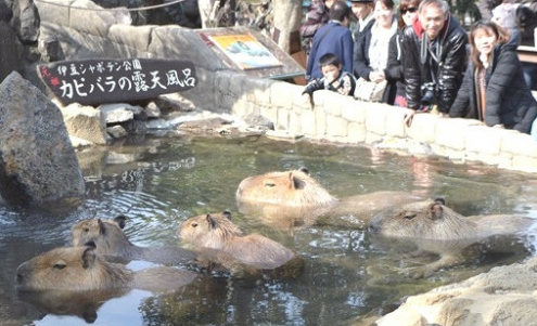 呆萌水獭泡温泉