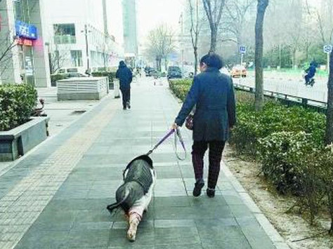 北京大妈街头遛猪