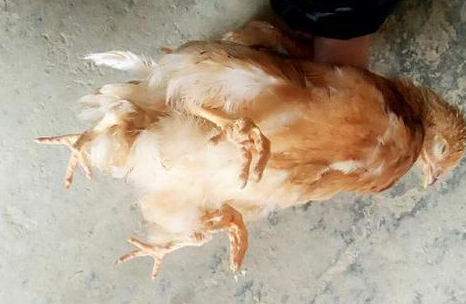 山东惊现四腿鸡