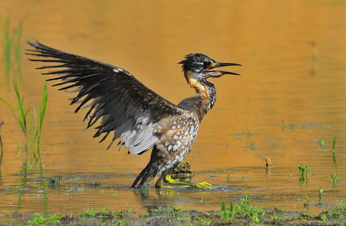 四川广元现海南虎斑鳽