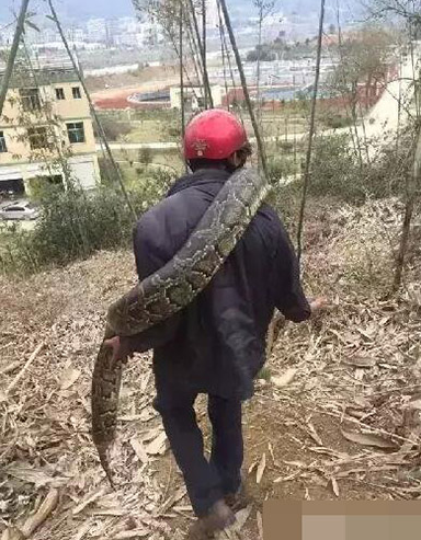 福建工地现超级大蟒蛇