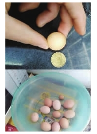 宁乡母鸡生出迷你蛋