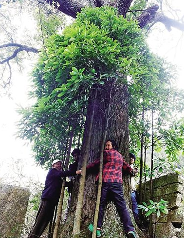 重庆800岁金丝楠木