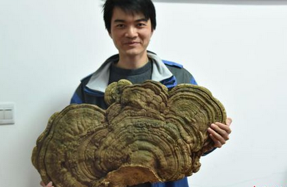 湖南发现罕见巨型野生大灵芝