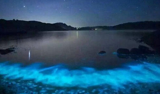 深圳现荧光海