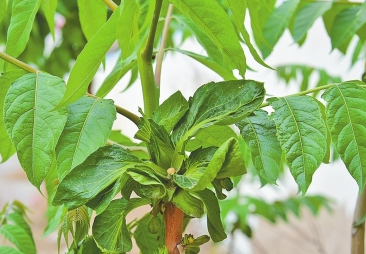 椿树上长出青菜叶的原因