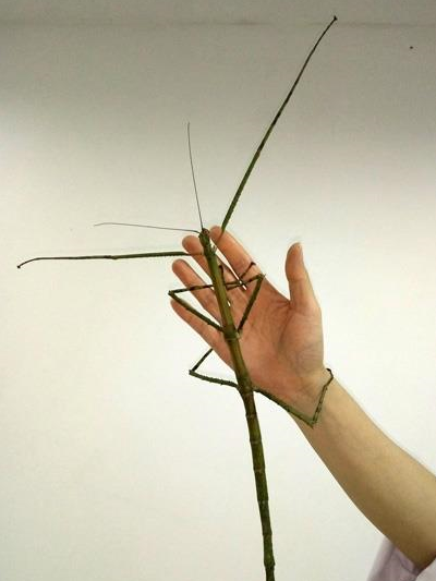 世界最长昆虫新物种