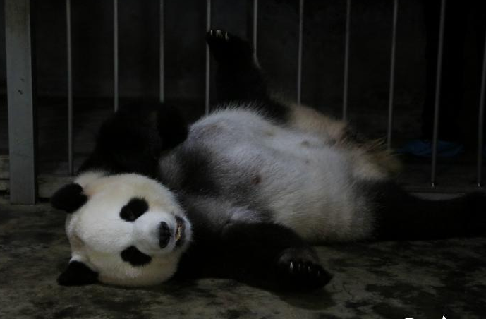 成都熊猫产龙凤胎