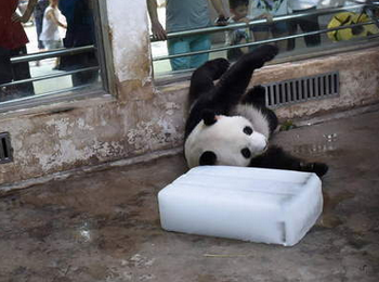熊猫抱冰块打滚