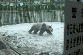 大熊猫见大雪满地打滚