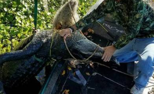 猎人捕巨型短吻鳄