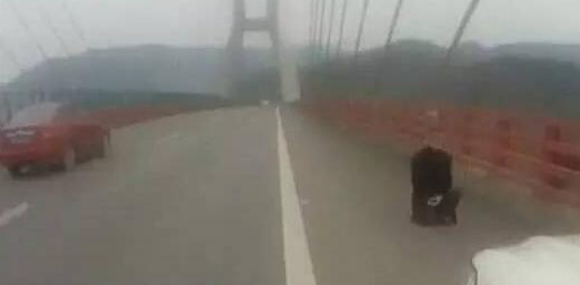 高速上长跪求婚