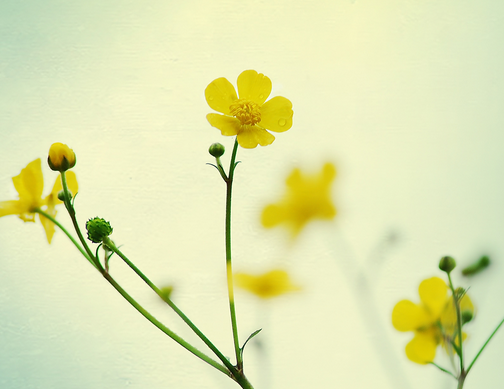 2017年4月有哪些节日