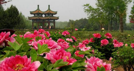 2017年洛阳牡丹花会限号时间安排