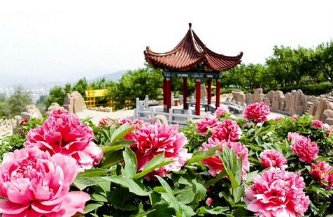 2017洛阳牡丹花会限号时间安排