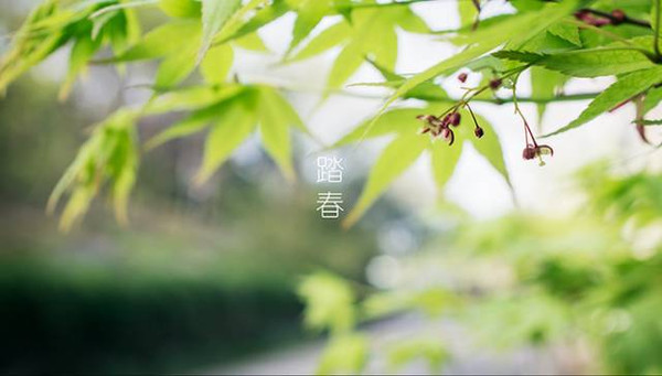 清明节可以干什么1