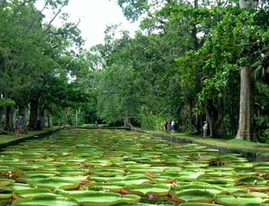 约翰内斯堡植物园