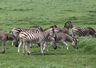 南非国家动物园1