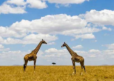 马赛马拉国家野生动物保护区1